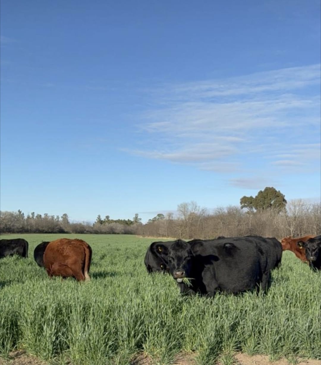 Rodeo Aberdeen Angus pastoreando en lote propio