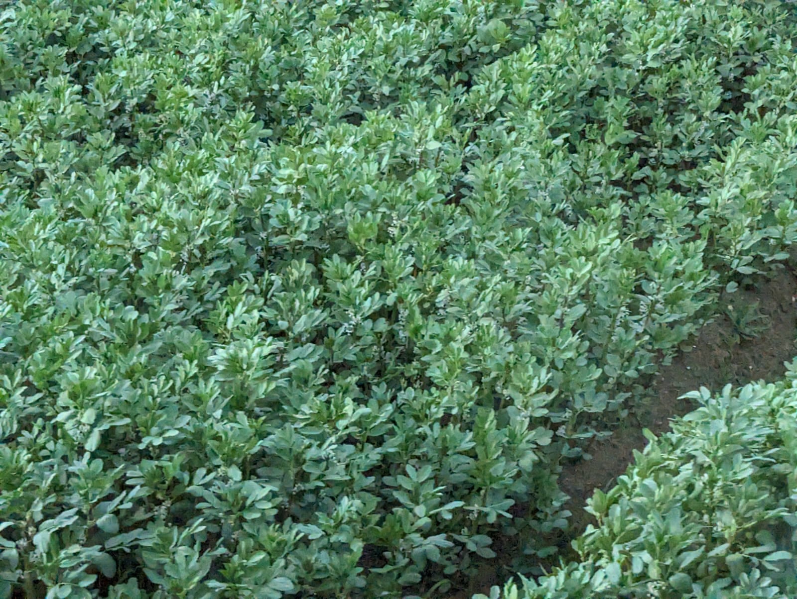 Cultivo de maní en pleno desarrollo