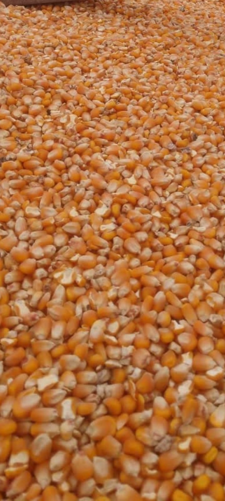 Grano de maíz cosechado