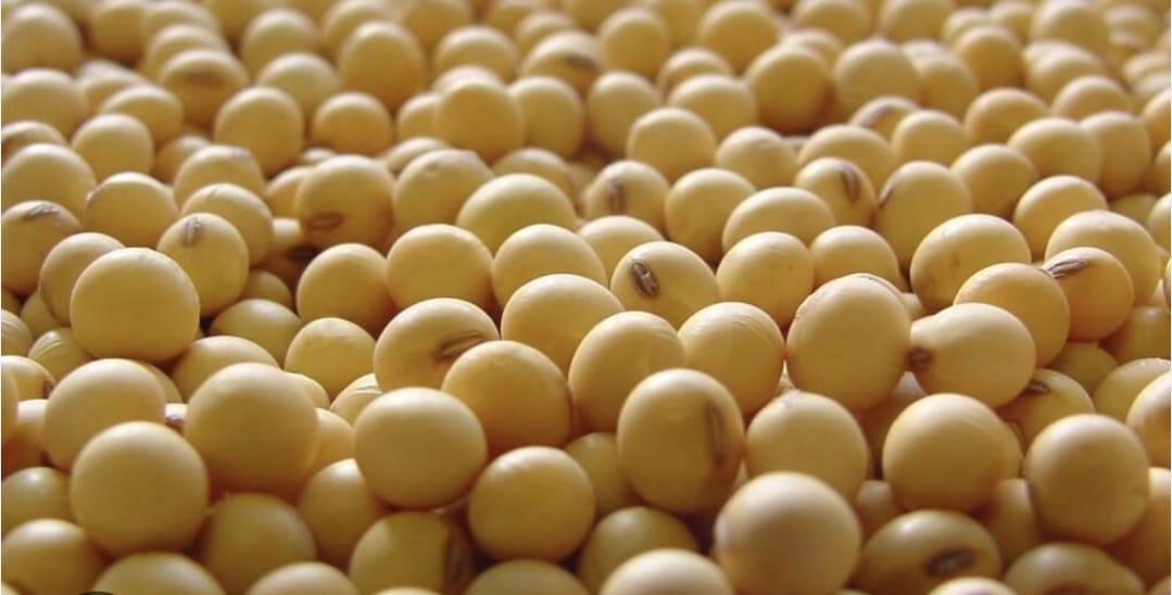 Grano de soja cosechado