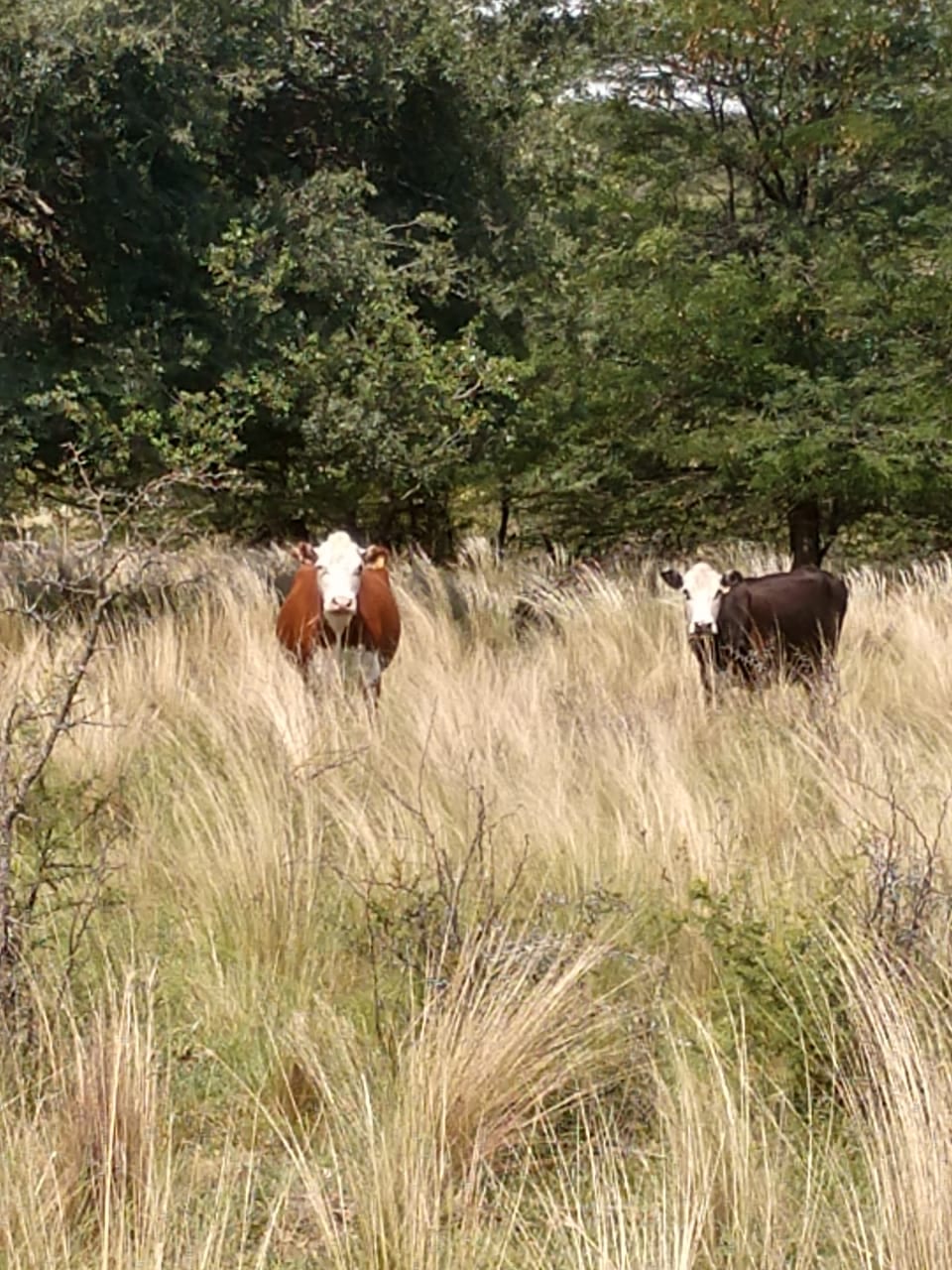 Vacas Hereford en pampa serrana