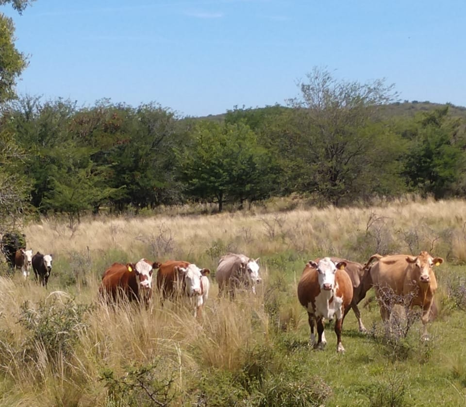 Vacas Hereford en pastizal serrano del Valle de Calamuchita
