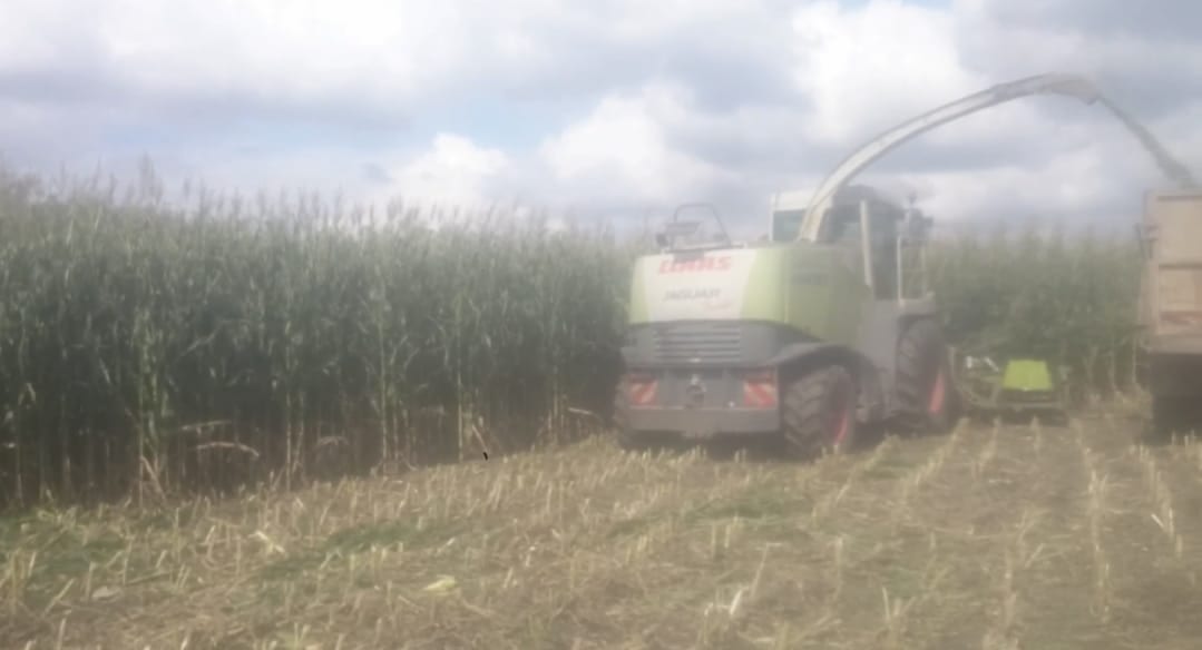 Picadora Claas Jaguar trabajando el maíz