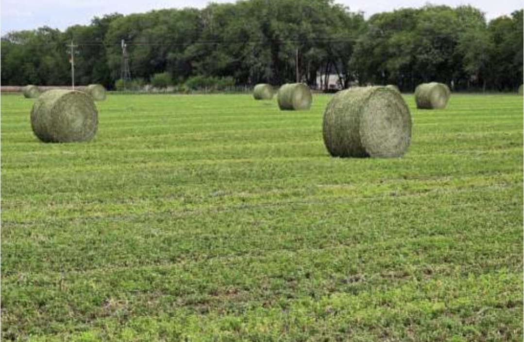 Rollos de alfalfa en pradera implantada